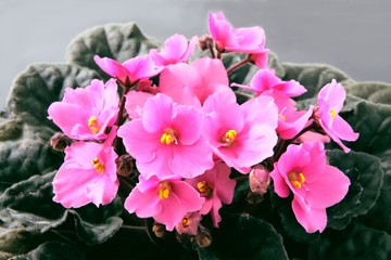 pink flowers of saintpaulia plant