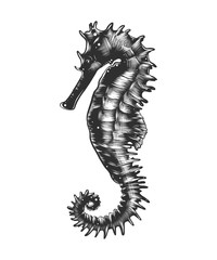 Vector engraved style illustration for posters, decoration and print. Hand drawn sketch of seahorse in monochrome isolated on white background. Detailed vintage woodcut style drawing.