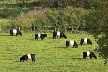 Belted Galloways auf der Weide mit Abweichler 