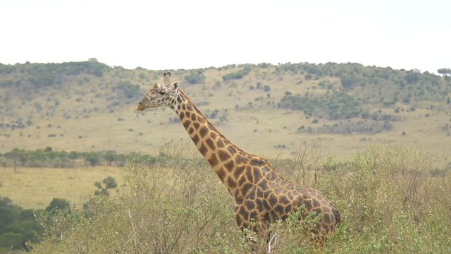 Three giraffes walking in Maasai Mara