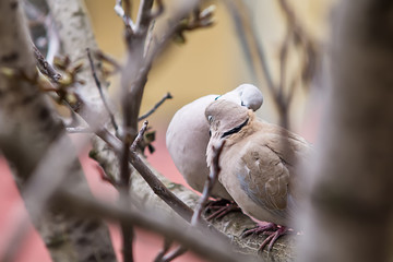 Lovely turtle dove - elegant and beautiful