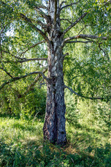 Fototapeta premium An old solitary birch on the edge of the forest in summer