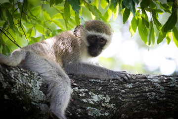 Vervet monkey baby