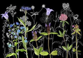 Panele Szklane  Tło z rysowaniem ziół i kwiatów