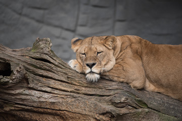 Obraz premium Portrait eines Löwen