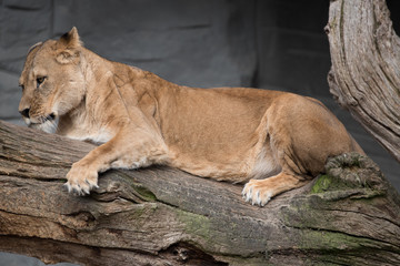 Portrait eines Löwen