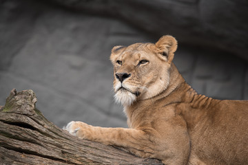 Portrait eines Löwen
