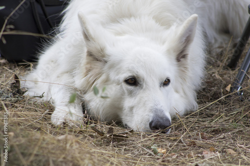 Chien Berger Des Pyrénées Blanc Stock Photo And Royalty