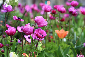 pink anemones on a bed