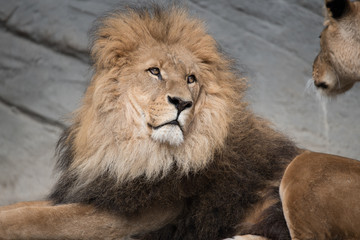 Portrait eines Löwen
