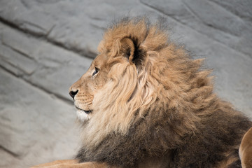 Portrait eines Löwen