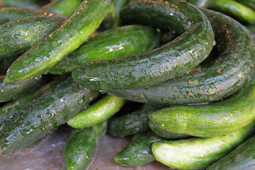cucumbers in the garden