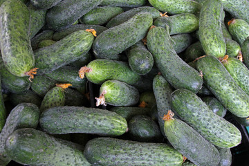 Raw Green Organic Pickle Cucumbers. Fresh mini cucumbers for sterilization. Pickle. Vitamin and healthy food background. Cucumber texture. Vegetables pattern. Wallpaper or cover photo of pickle. 