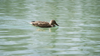 Weibliche Stockente auf dem See