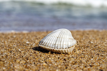 Fototapeta na wymiar shell by the sea