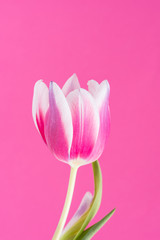 Single pink, white and purple tulip in front of pink background.