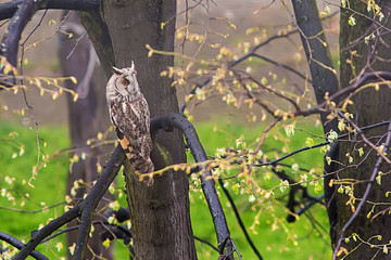 Owl on tree