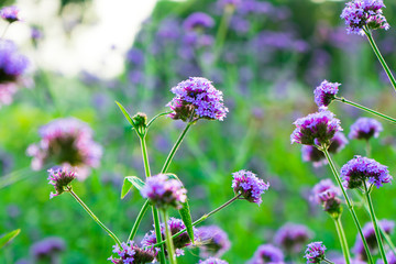 It  is flora a purple color