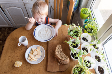 Rustic little boy is having breakfast in kitchen with brother. Children eat semolina porridge cooked by caring father. On window in pots grows green seedling tomato, pepper for planting in garden
