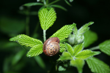 petite hélice des bois