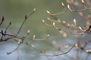 Äste mit Knospen im Frühling