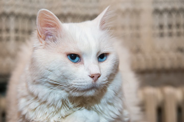 Naklejka premium Portret kotka syberyjskiego