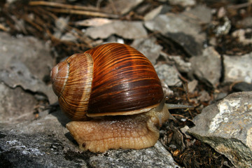 escargot de bourgogne avançant