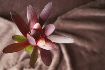 Decorative plant with colored leaves -pink, burgundy and green 
