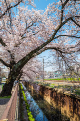 Fototapeta premium 武蔵関 石神井川沿いの桜並木