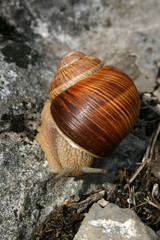 escargot de bourgogne avançant