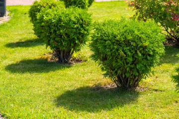 small bushes on the lawn, tuya bushes, horizontal frame