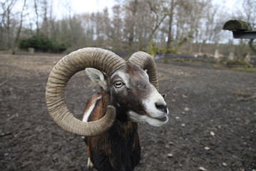 Ziegenbock mit Stossh&ouml;rner