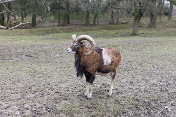 Steinbock
