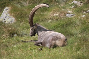 Old steinbock resting on the grass, Alps Orobie, Italy, Lombardy