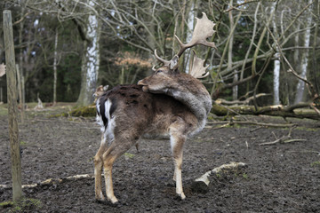 Hirsch mit Hirschgeweih