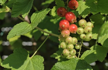 Gardening, cultivation, agriculture and care of vegetables and fruit concept: first young red currants on the bushes in the garden.