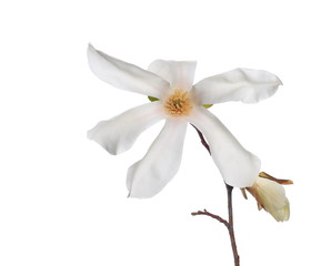 Fototapeta na wymiar magnolia flower spring branch isolated on white background, with clippig path