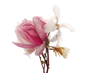 magnolia flower spring branch isolated on white background, with clippig path