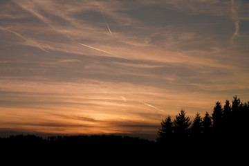 Fototapeta na wymiar Sonnenuntergang mit Fichten und Kondenstreifen