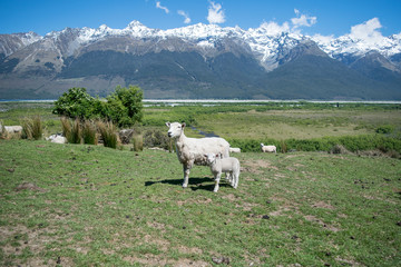 two sheep on the countryside