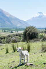 baby lamb on the countryside