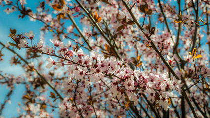 Cherry blossom