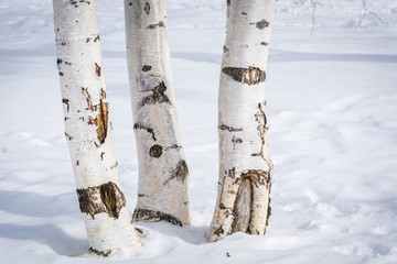 Three white birches under the snow in the spring forest.