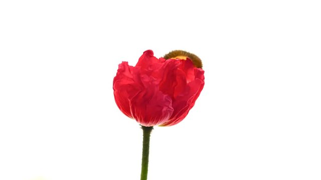 Tokyo,Japan-April 6, 2018:Time lapse of opening wild poppy flower on pure white background