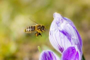 Bee flying to a crocus flower