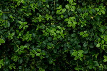 green leaves in light