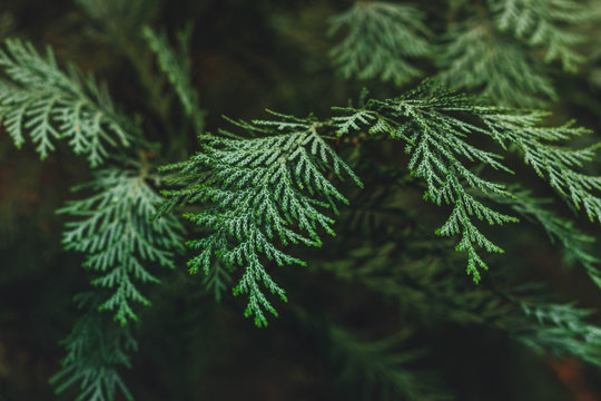 juniper bush . juniper branches growing in the park