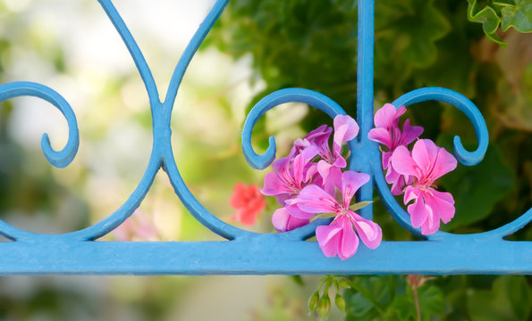Fototapeta Pink flowers of pelargonium species grow out of a light blue wrought iron fence 