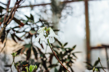 green leaves of the subtropical bush