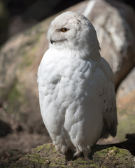 Schneeeule